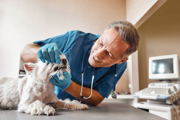 Best Knocked-Out Tooth (Avulsed Tooth) Treatment in Scenic, AZ